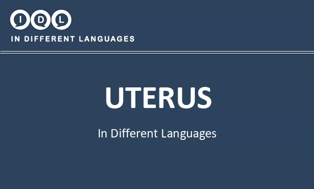 Uterus in Different Languages - Image
