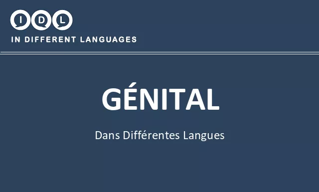 Génital dans différentes langues - Image