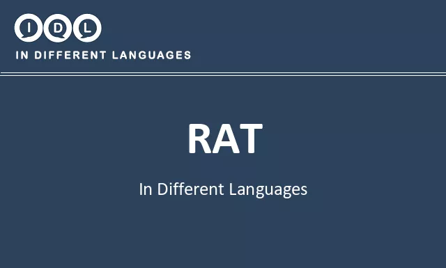 Rat in Different Languages - Image