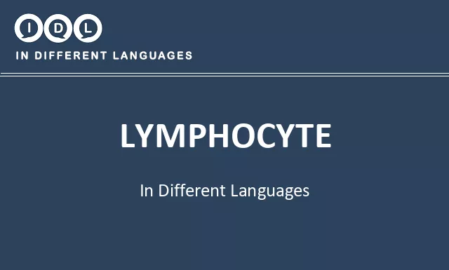 Lymphocyte in Different Languages - Image