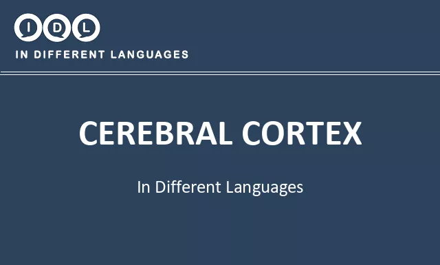 Cerebral cortex in Different Languages - Image